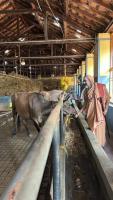 HH Swamiji's visit to the SCM-Shirali Goshala