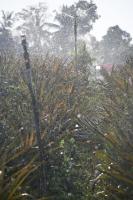 Vanabhoja at Karkala (14 Feb 2026) Pictures Courtesy of Shri Dinesh Karkal